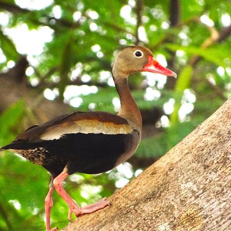 Pousada Fazenda Xaraes Todos os Santos Екстер'єр фото