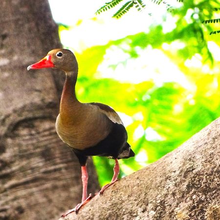 Pousada Fazenda Xaraes Todos os Santos Екстер'єр фото