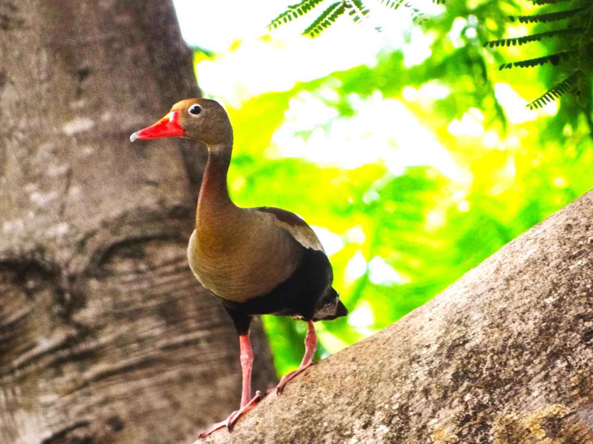 Pousada Fazenda Xaraes Todos os Santos Екстер'єр фото